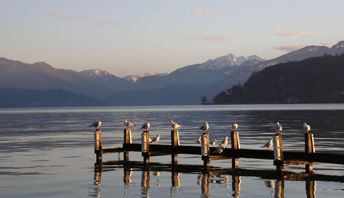 lac annecy hiver mouettes