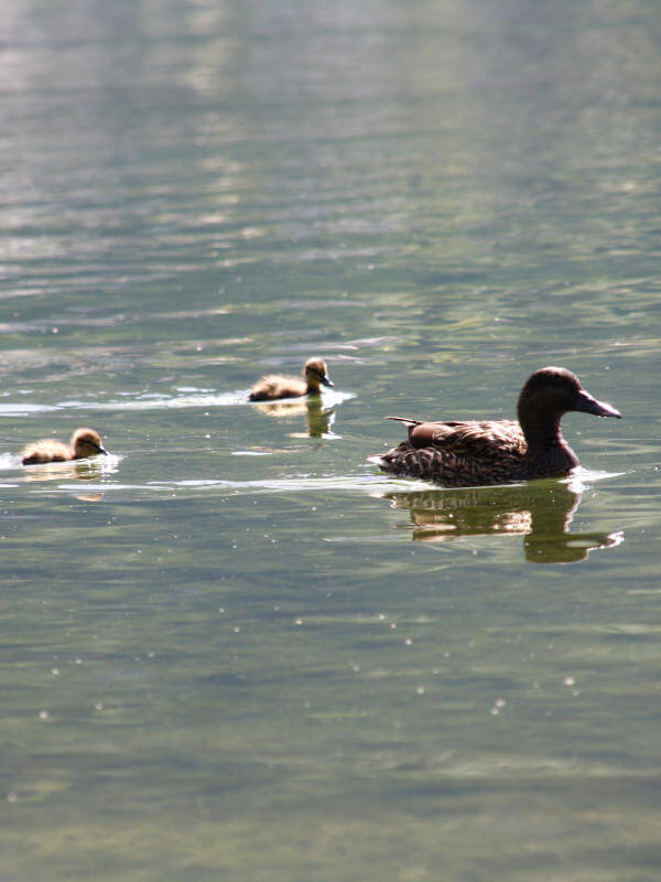 Puce de canard du lac d’Annecy