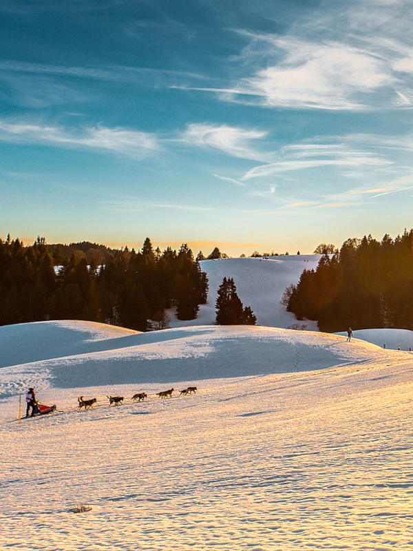 Photos et vidéos d'Annecy la grande odyssee revard 1 Attelage de chiens de traîneaux sur le plateau du Revard