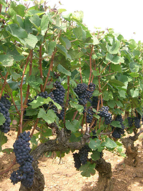 Vins de Savoie pinot noir Raisin Pinot noir